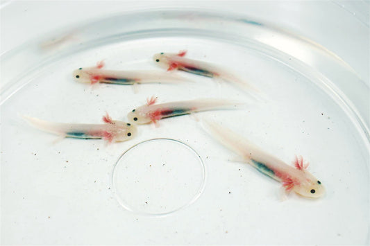 Leucistic Axolotl All Reptiles
