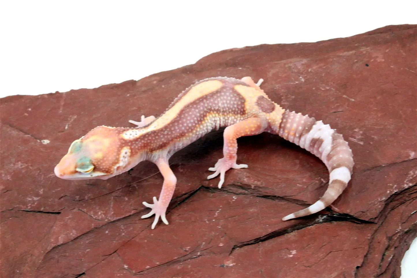 Rainwater Albino Eclipse Leopard Gecko All Reptiles