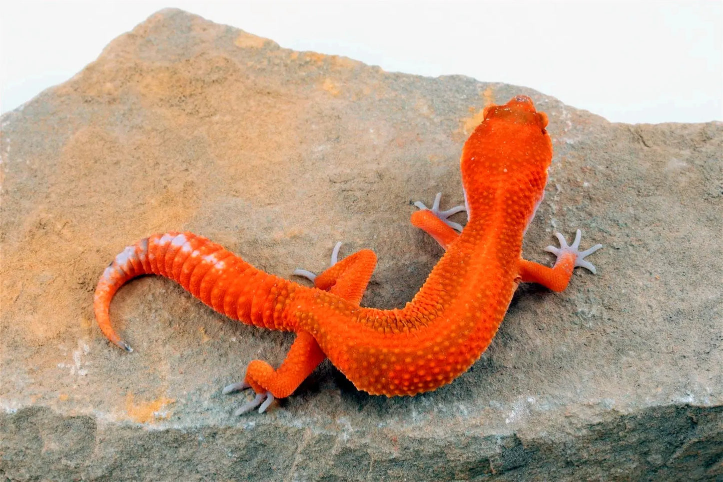 Blood Hypo Tangerine Leopard Gecko All Reptiles