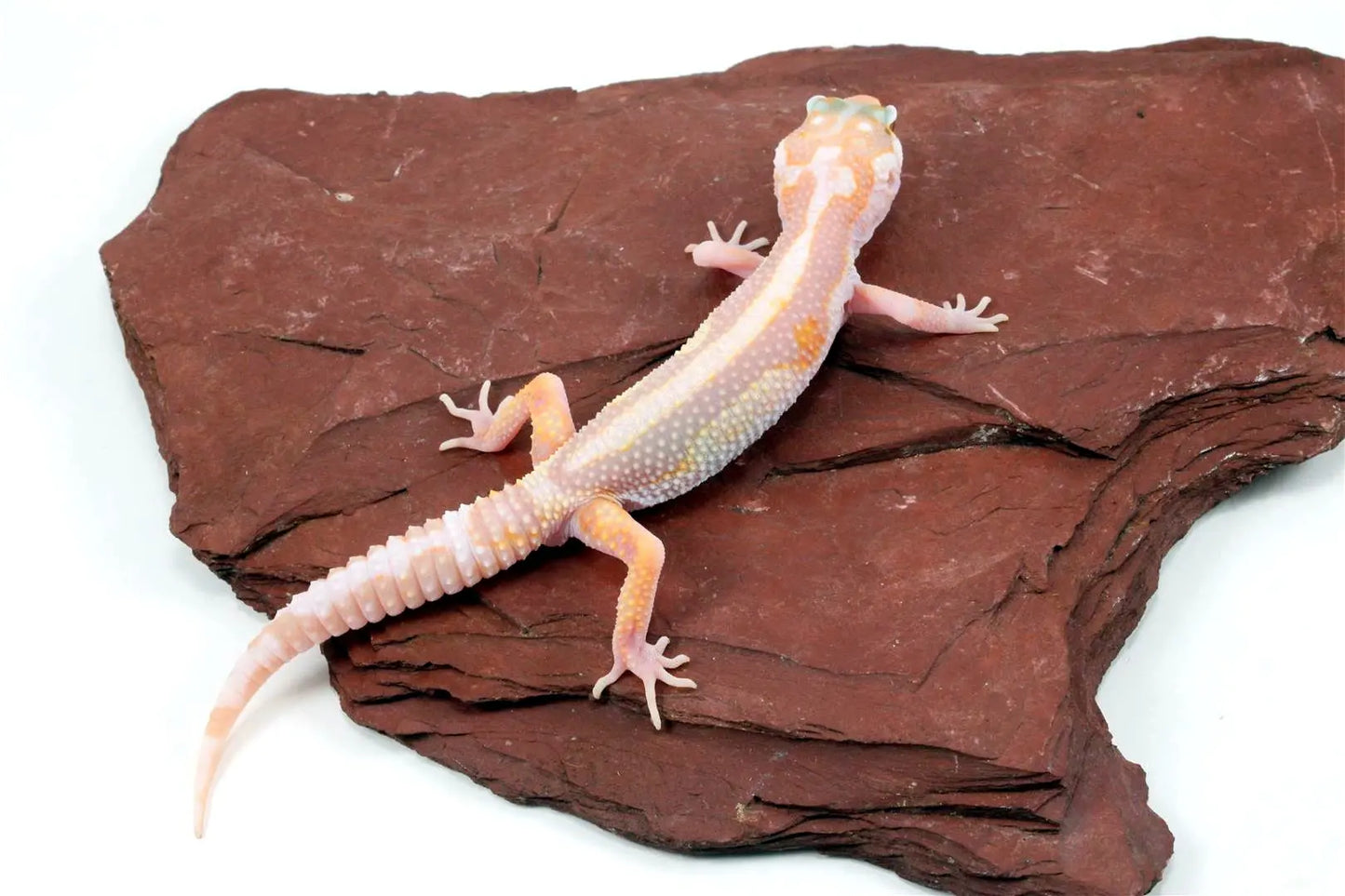Tremper Bold Stripe Mack Snow White & Yellow Leopard Gecko All Reptiles