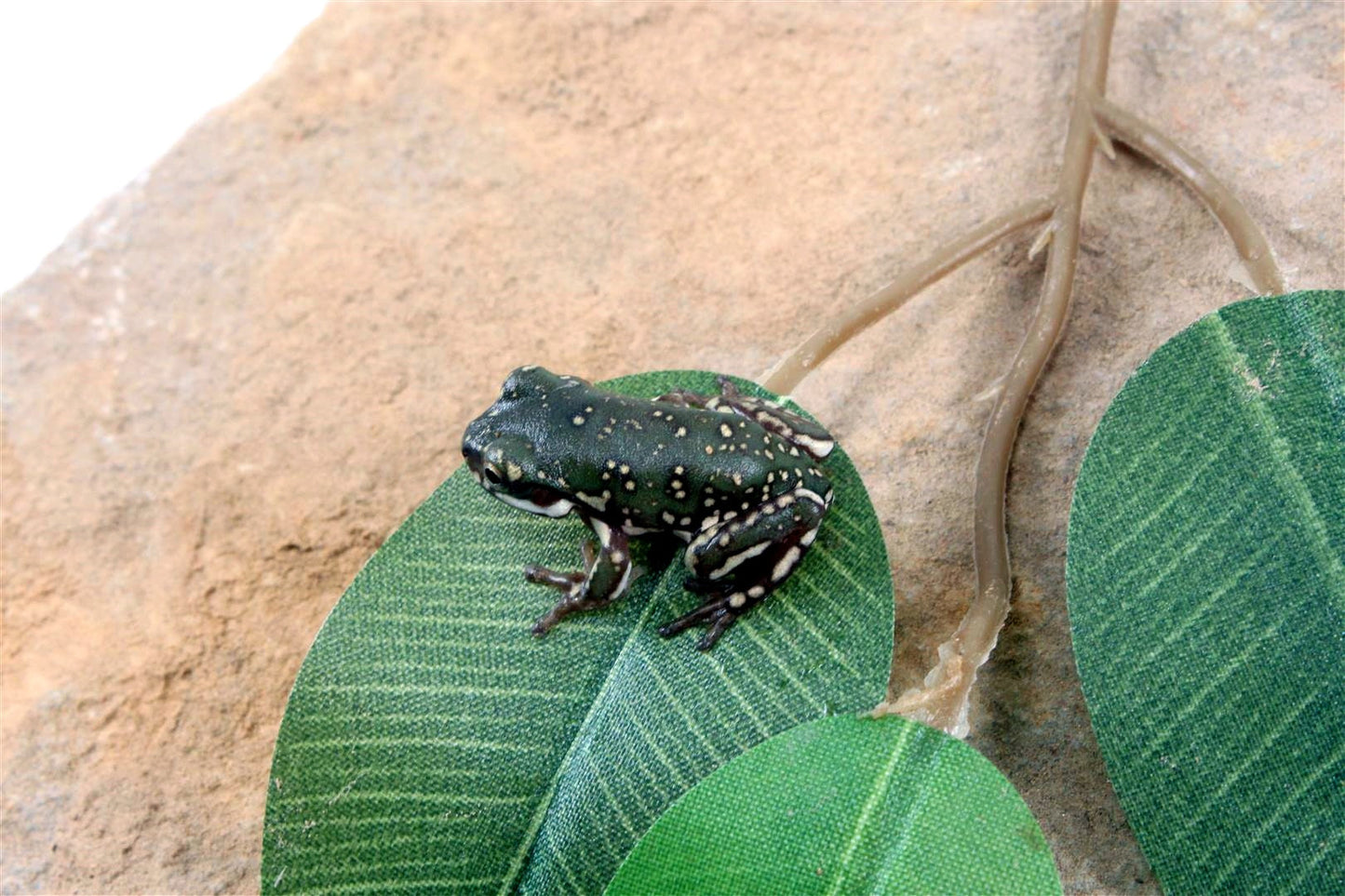 CB Baby Super Snowflake White's Tree Frog All Reptiles