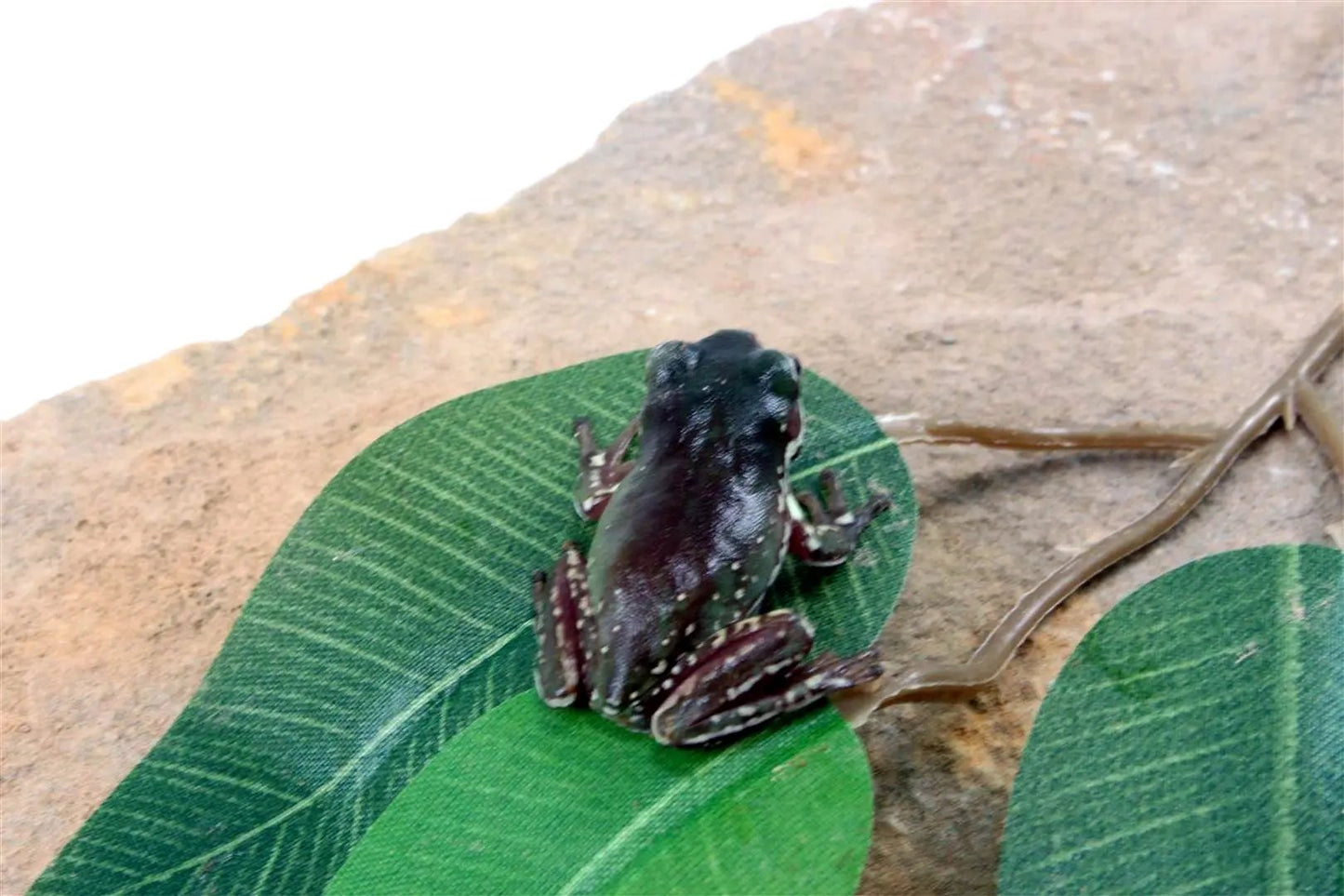 CB Baby Snowflake White's Tree Frog All Reptiles