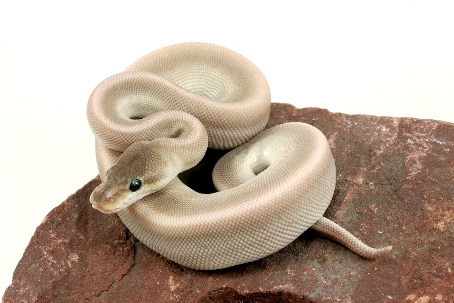 Lesser Red Axanthic Genetic Stripe Ball Python All Reptiles