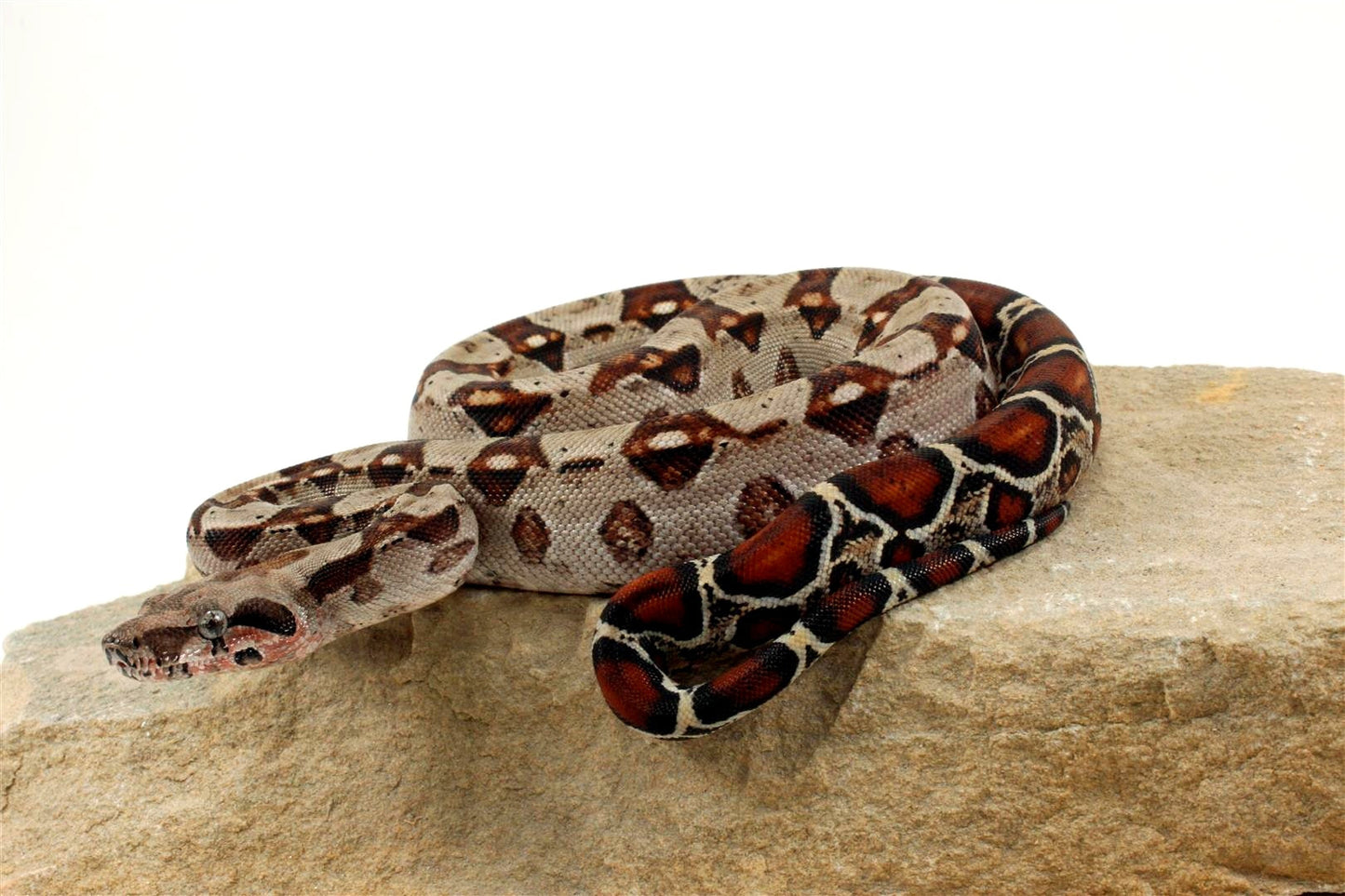 Double Het Leopard Het Kahl Colombian Boa All Reptiles