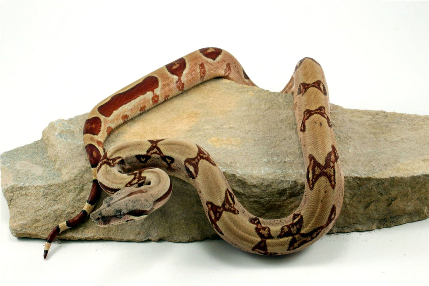 Hypo Reverse Stripe Colombian Boa All Reptiles
