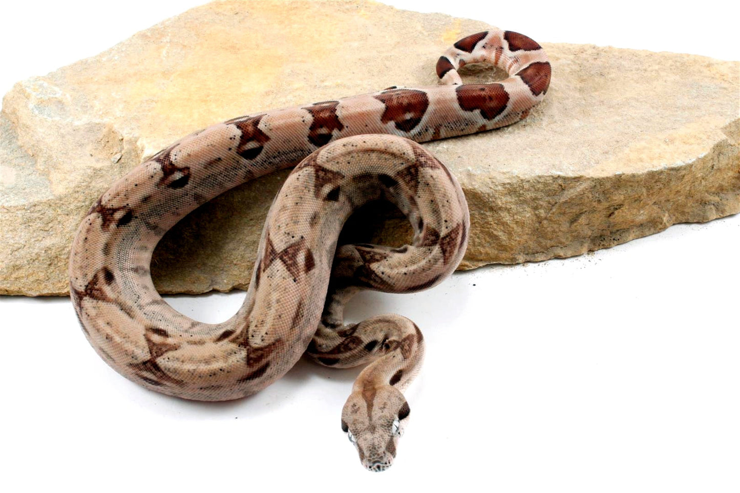 Hypo het Blood Colombian Boa All Reptiles