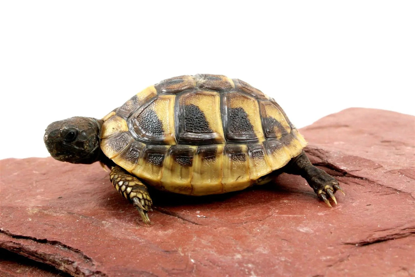 Hermann's Tortoise All Reptiles