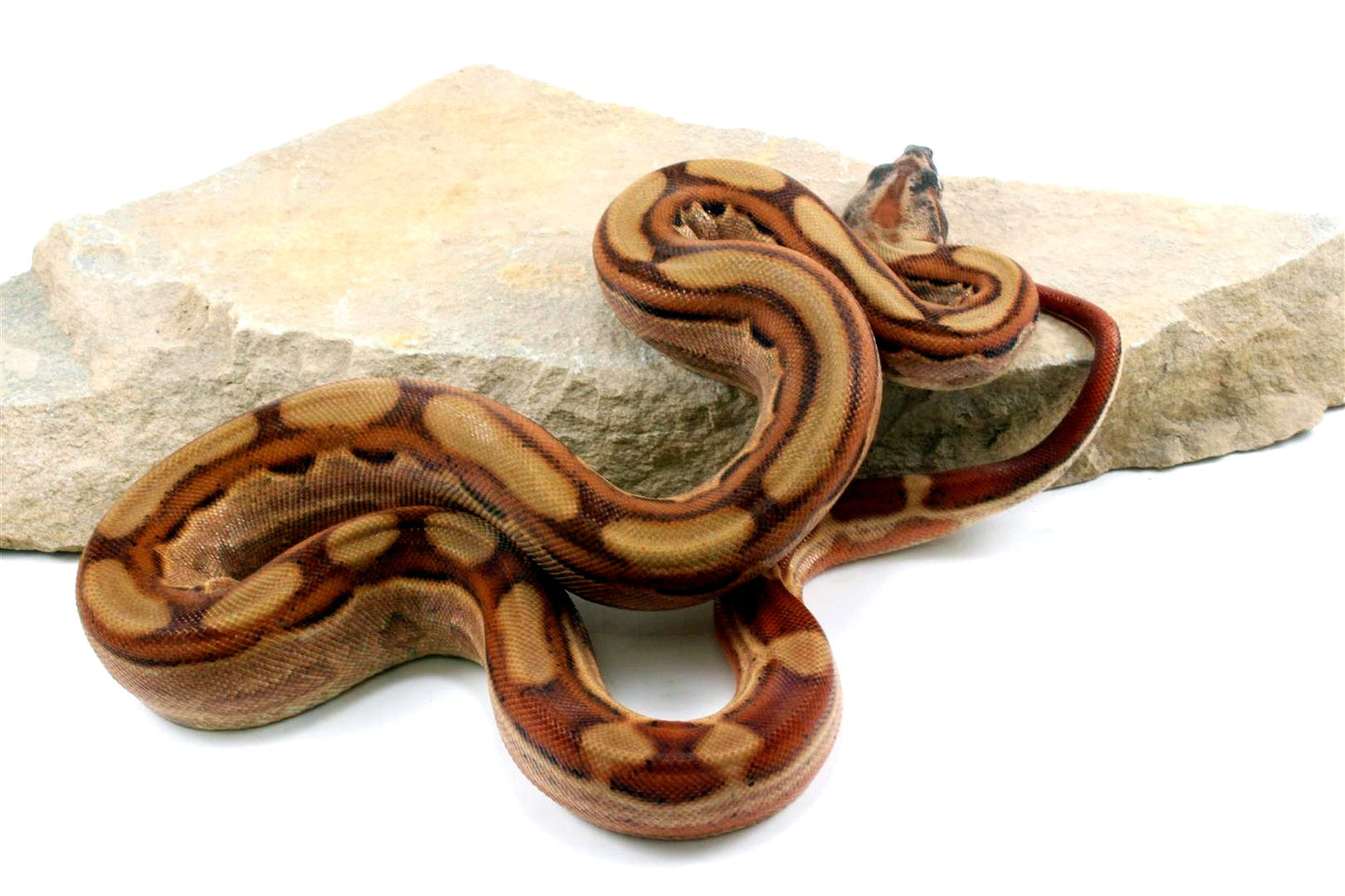 Hypo Motley Colombian Boa het Albino All Reptiles