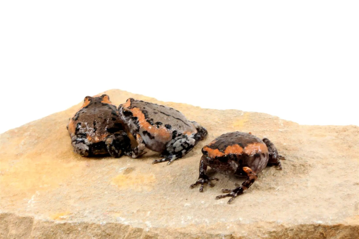 CB Chubby Frogs All Reptiles