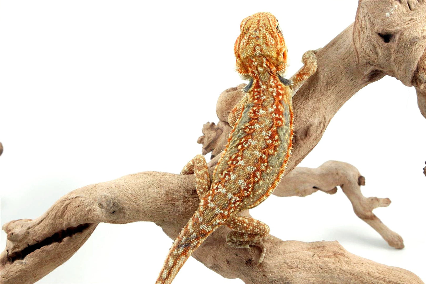 Citrus Leatherback Dunner Bearded Dragon All Reptiles