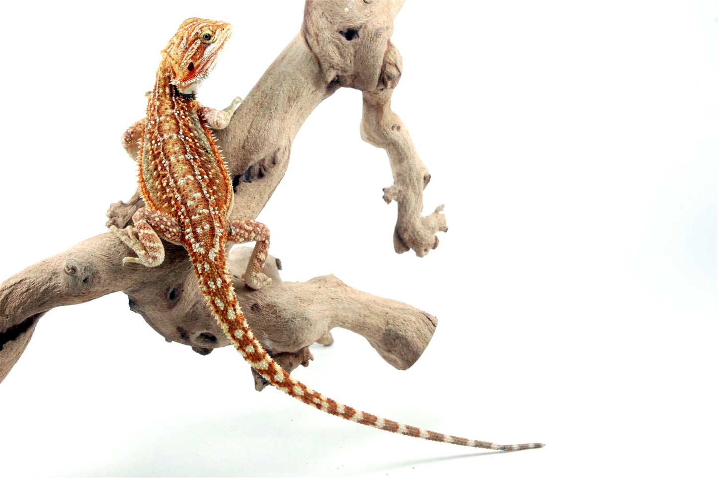 Orange Citrus Leatherback Dunner Bearded Dragon All Reptiles