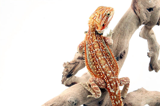 Orange Citrus Leatherback Dunner Bearded Dragon All Reptiles