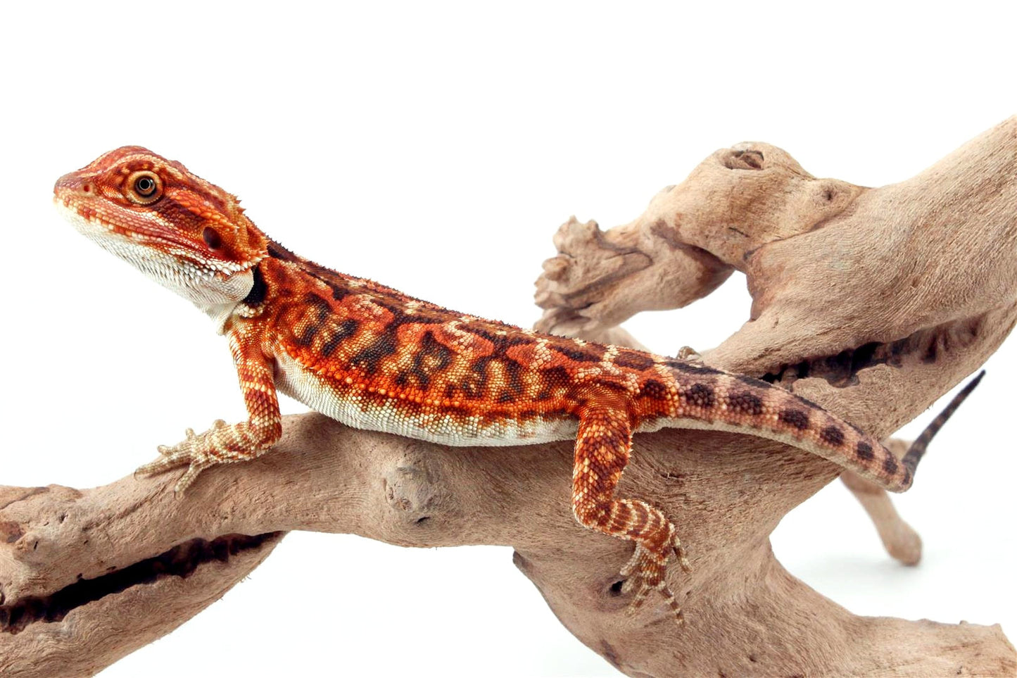 Super Red Leatherback Bearded Dragon All Reptiles