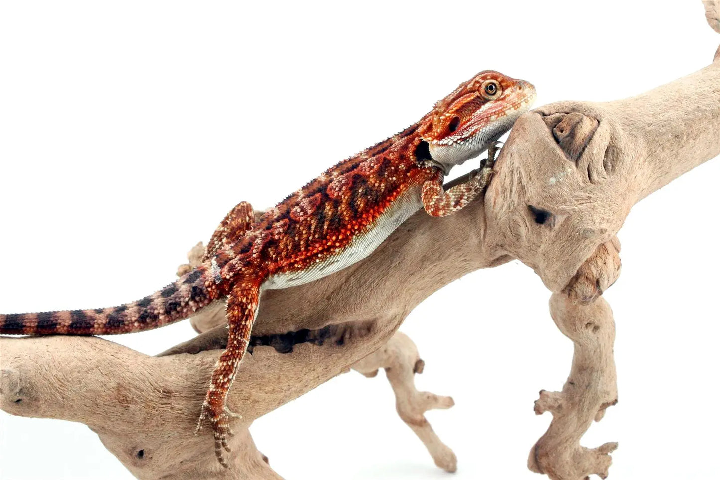 50% Red Monster Super Red Bearded Dragon All Reptiles