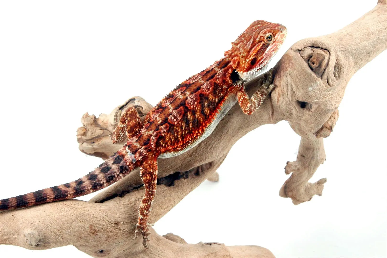 bearded monsters Hypo Leatherback Super Red Bearded Dragon