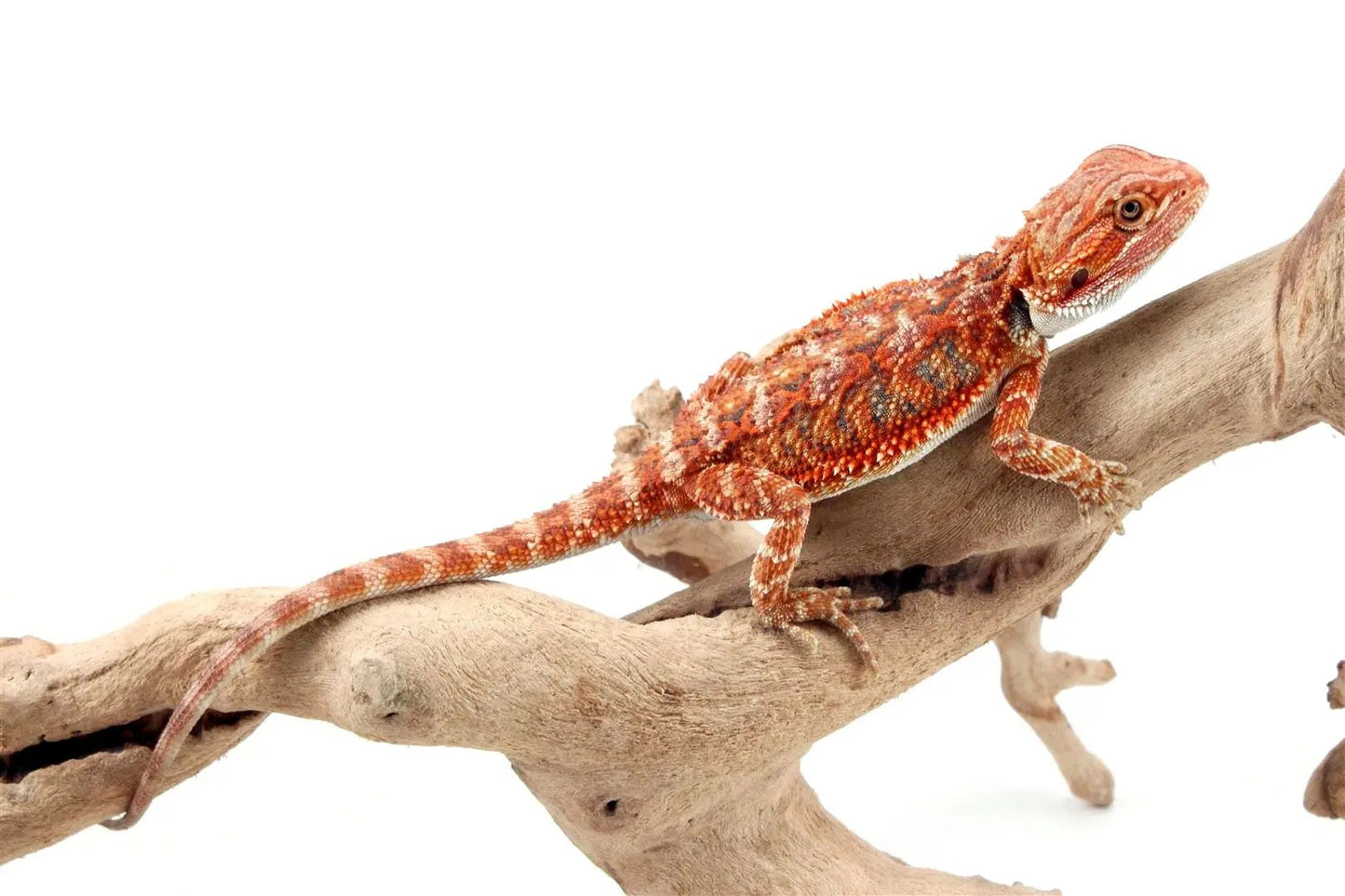 High Red Bearded Dragon All Reptiles