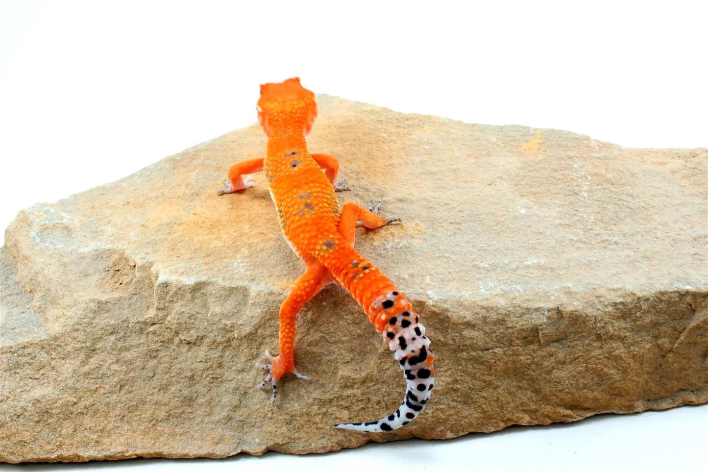 Blood Emerine Leopard Gecko All Reptiles