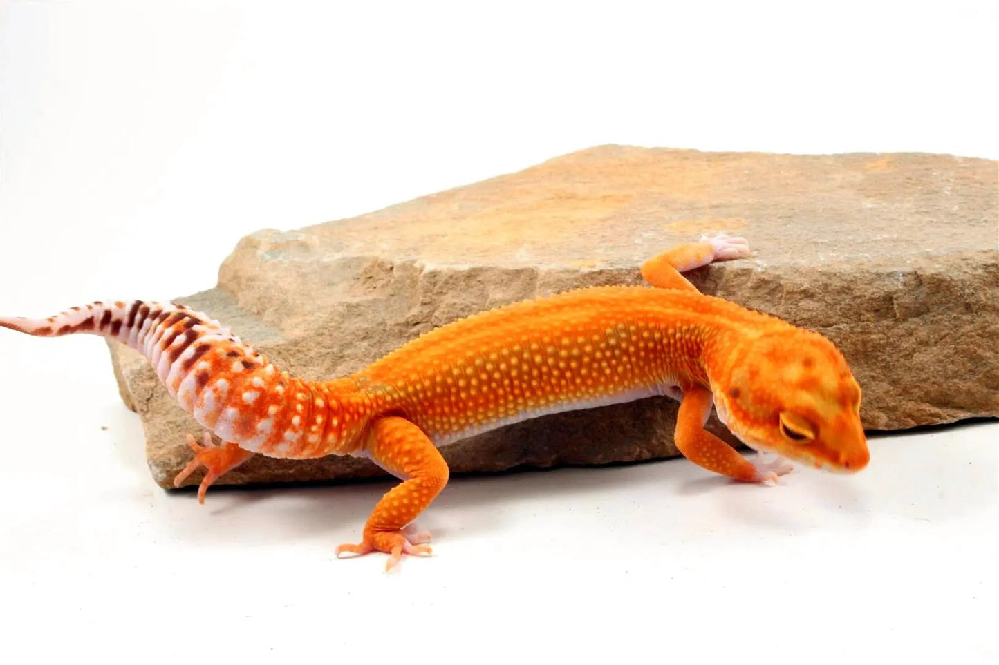 Red Diamond Striped Leopard Gecko All Reptiles