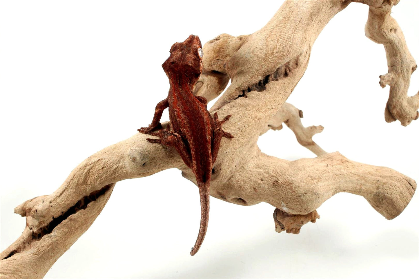Red Striped Gargoyle Gecko All Reptiles