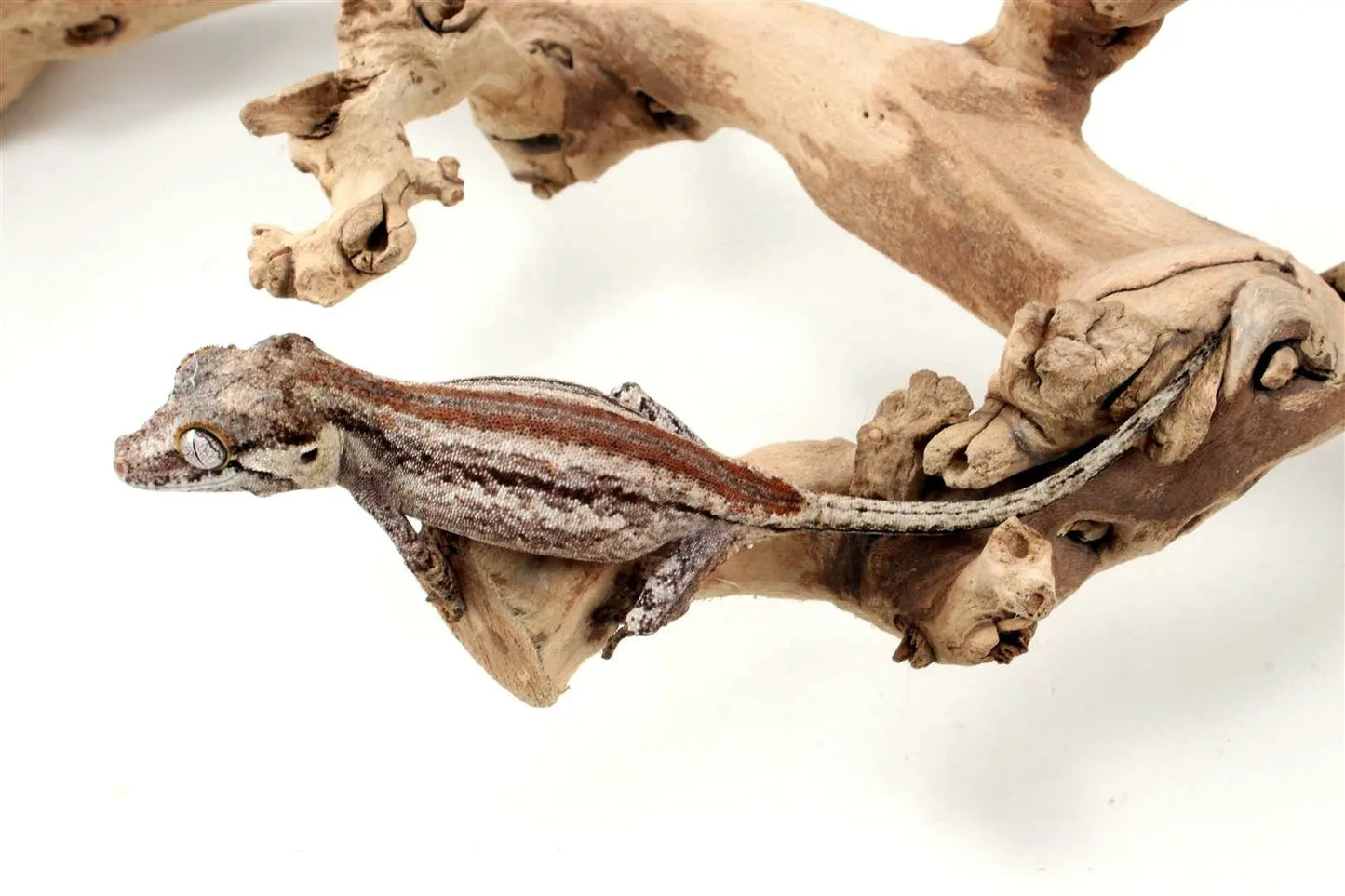 Striped Gargoyle Gecko - All Reptiles