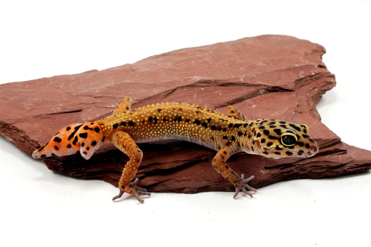 Special Classic Leopard Gecko - Adoption All Reptiles