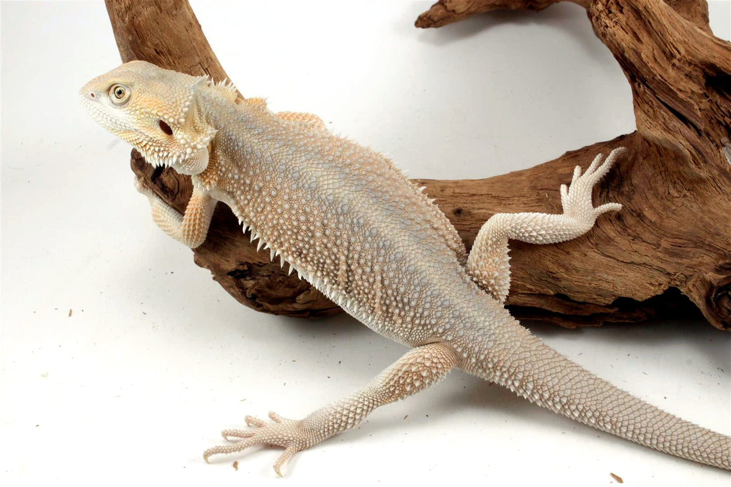 Hypo Witblit Bearded Dragon All Reptiles
