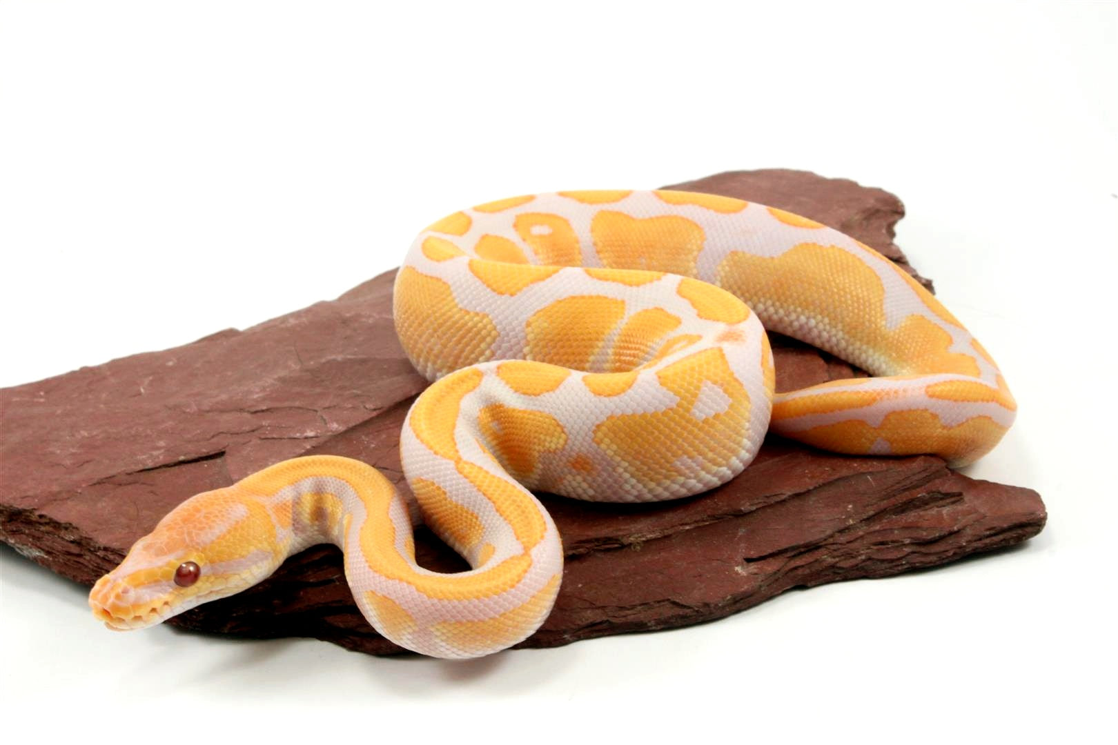 Lesser Red Axanthic Genetic Stripe Ball Python - All Reptiles