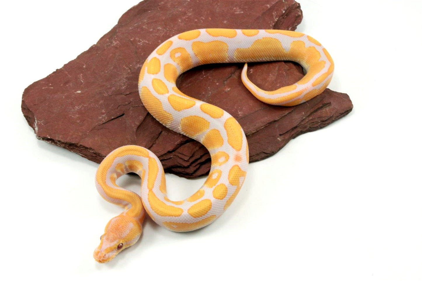Lavender Albino het Pied Ball Python All Reptiles