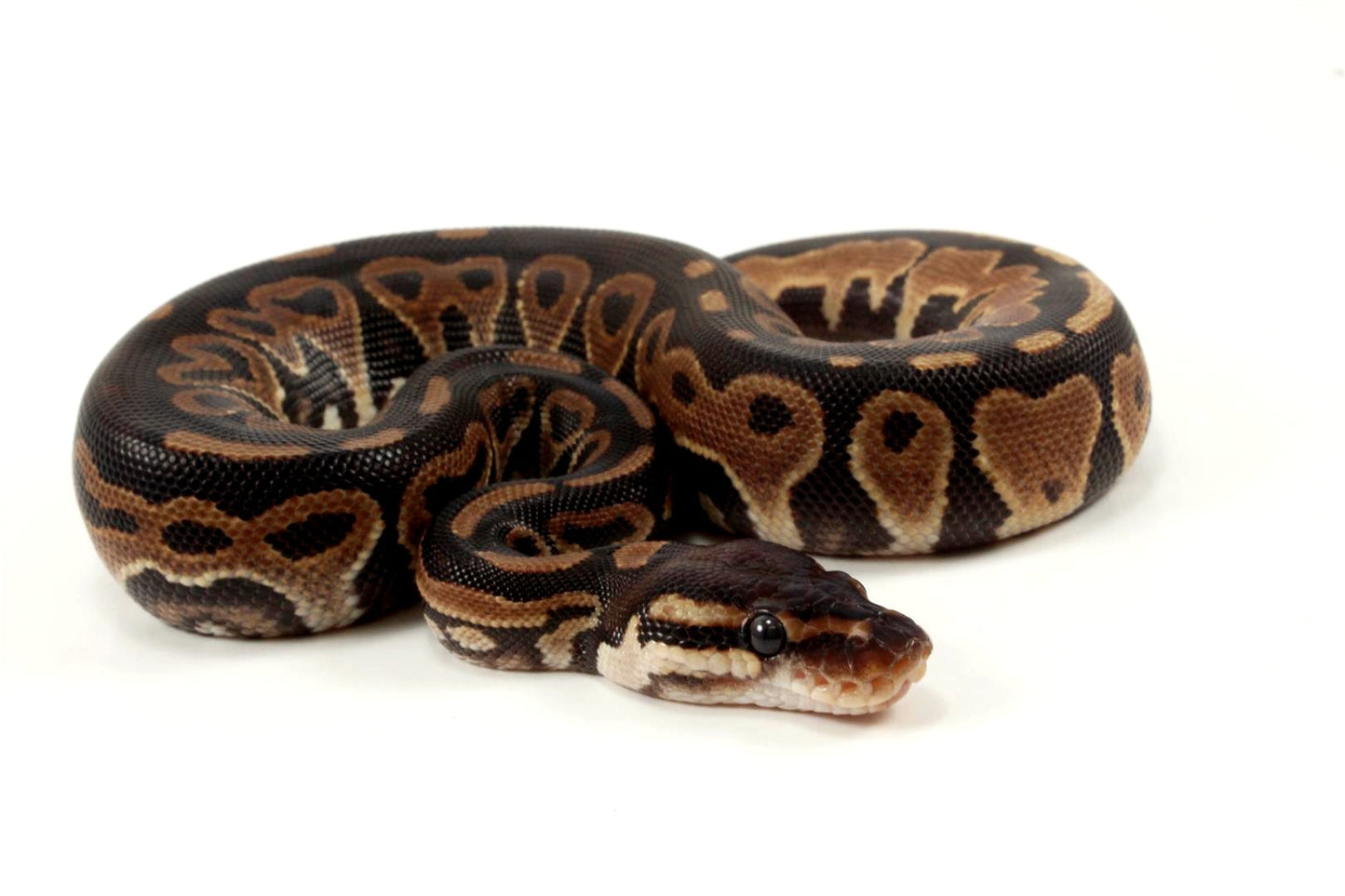 Asphalt Het Red Axanthic Ball Python - All Reptiles