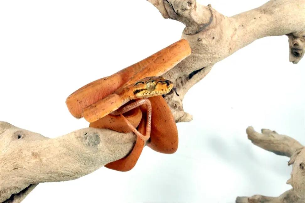CB Red Amazon Tree Boa