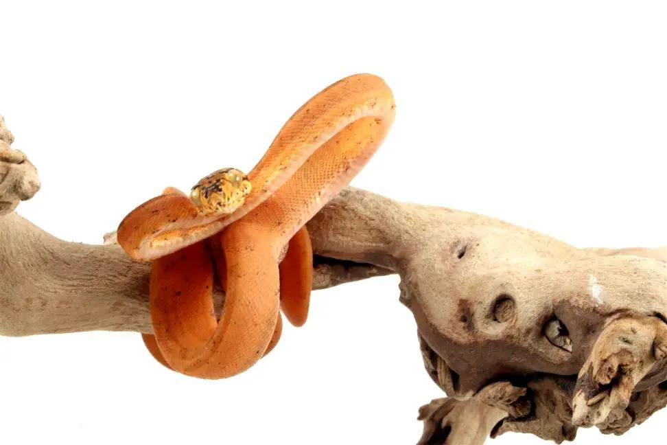 CB Red Amazon Tree Boa