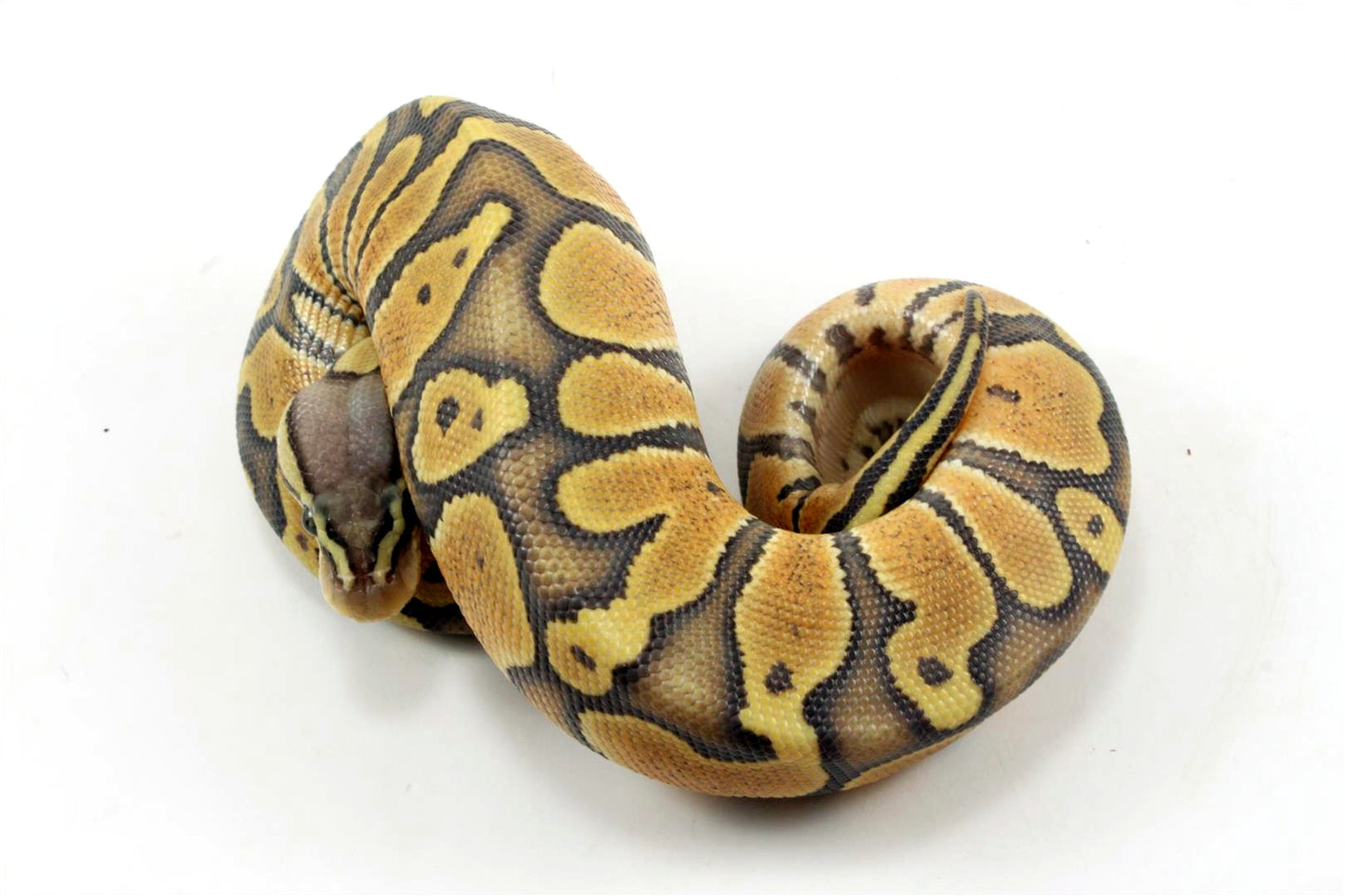 Chocolate POG Ball Python - All Reptiles
