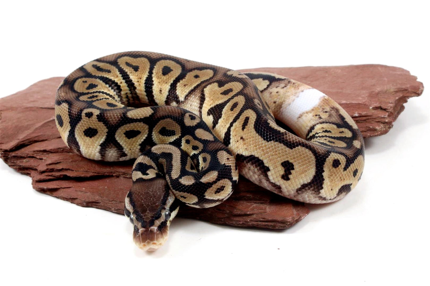 Pastel Het Red Axanthic Ringer Ball Python All Reptiles