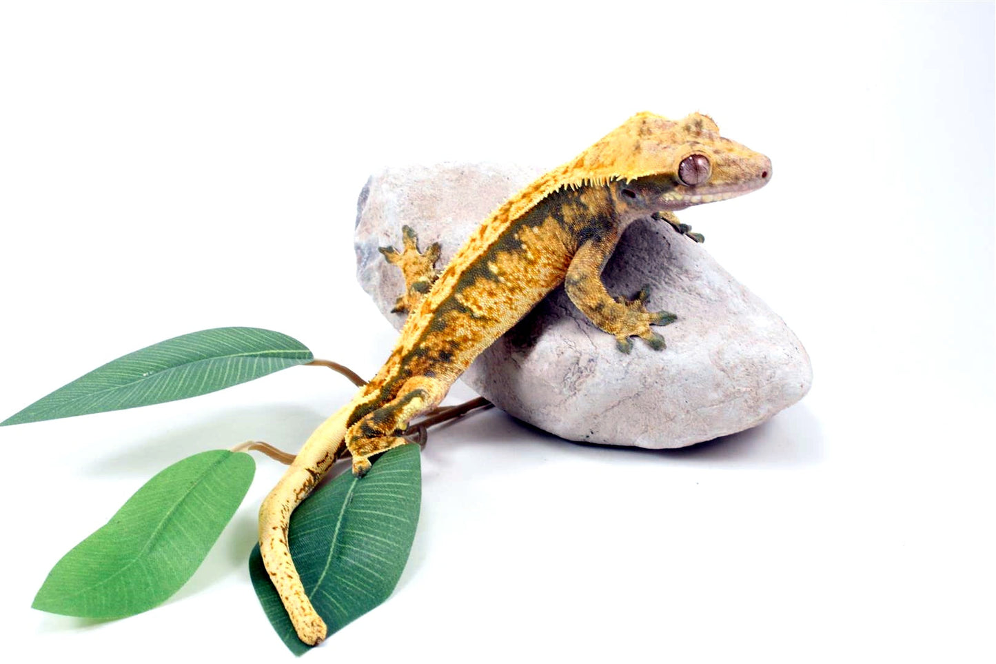 Tri Color Extreme Harlequin Crested Gecko All Reptiles
