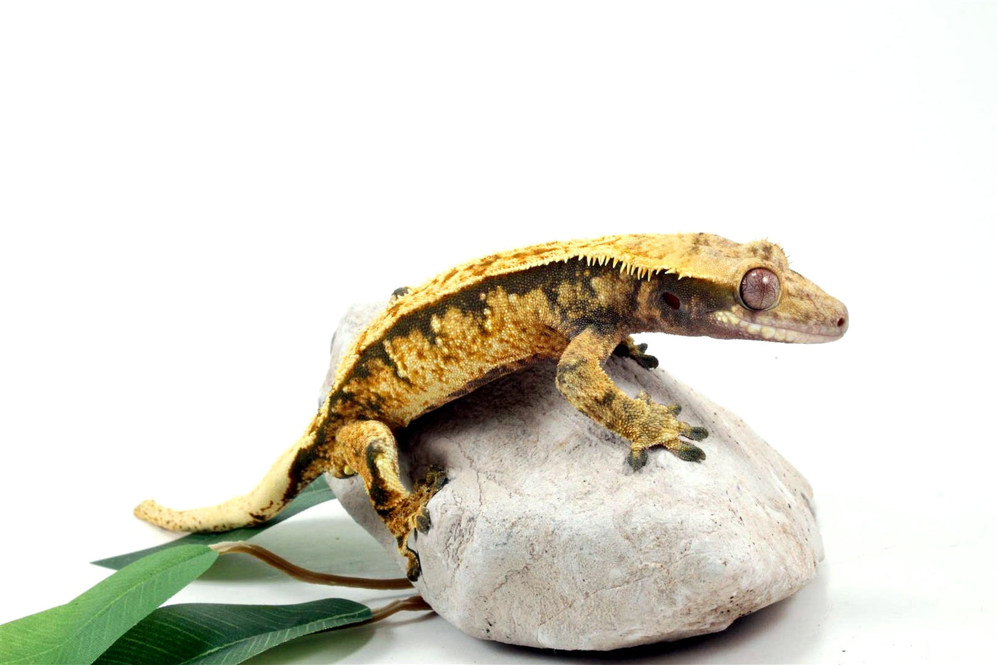 Extreme Harlequin Tricolor Crested Gecko All Reptiles