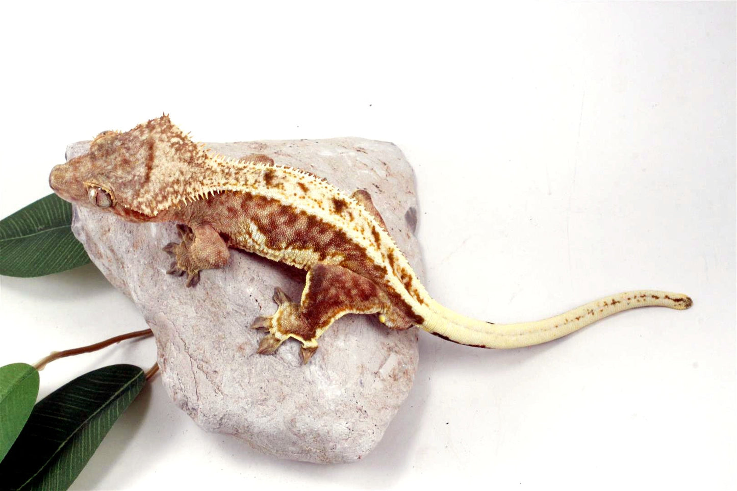Creamsicle Lilly White Crested Gecko All Reptiles