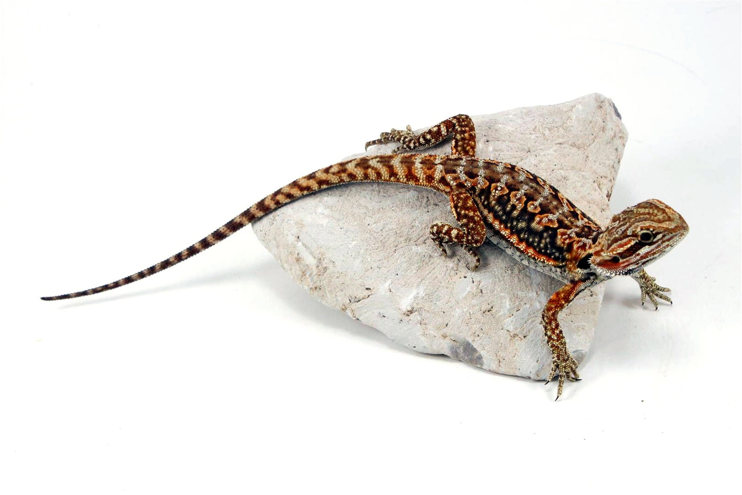 Leatherback Dunner Bearded Dragon All Reptiles