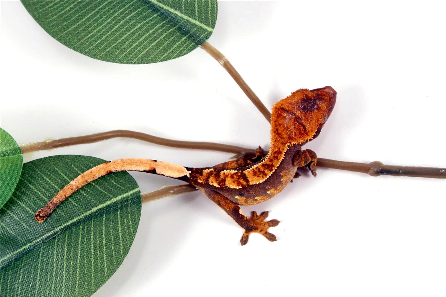 Fire Crested Gecko All Reptiles