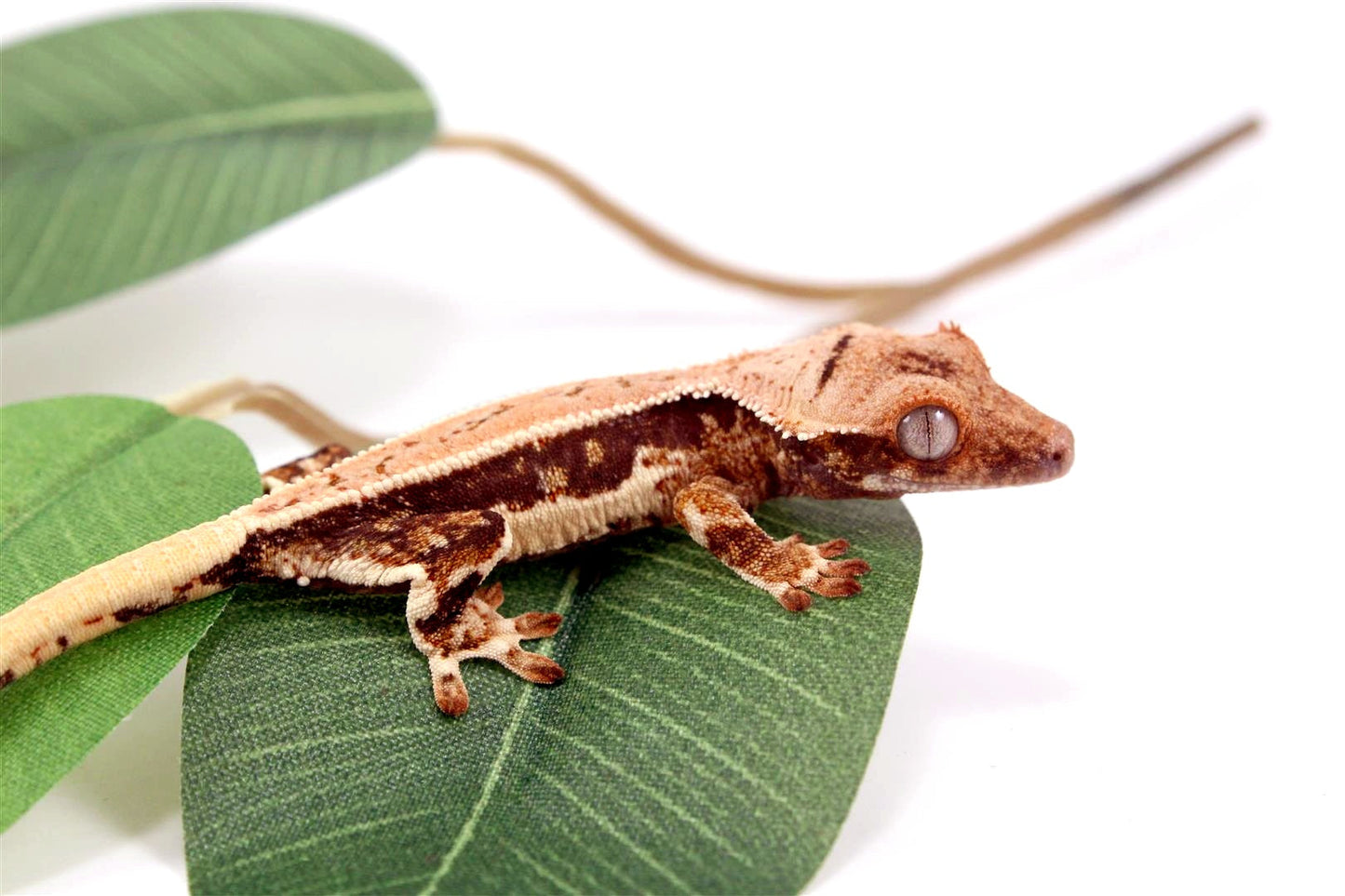 Tricolor Lilly White Crested Gecko All Reptiles