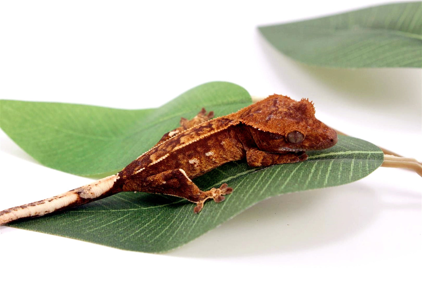 Harlequin Crested Gecko All Reptiles
