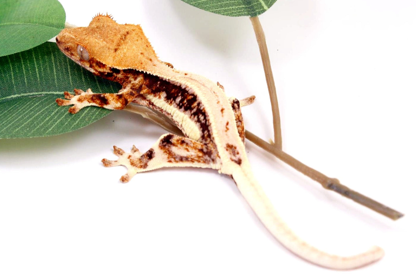 white lily crested gecko Harlequin White Knee Crested Gecko