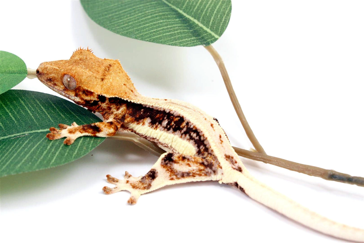Tricolor High White Lilly White Crested Gecko All Reptiles