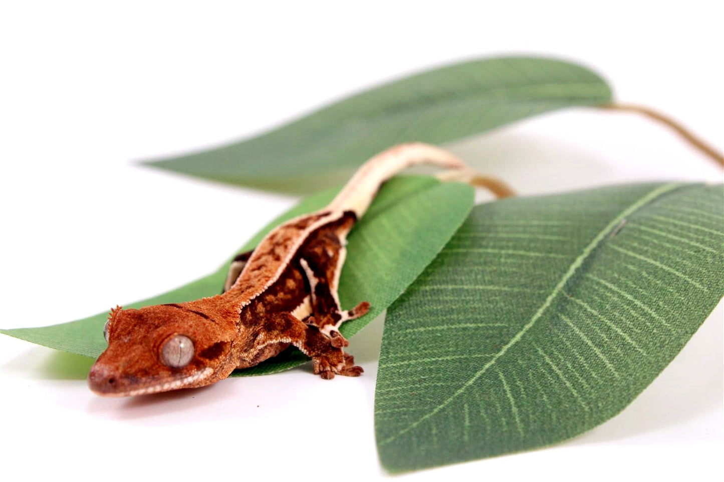 Pinstripe Lilly White Crested Gecko All Reptiles