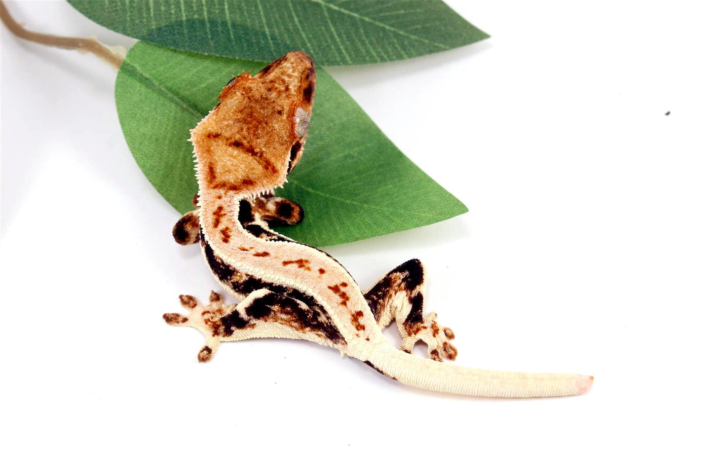 High Contrast Tricolor Lilly White Crested Gecko All Reptiles