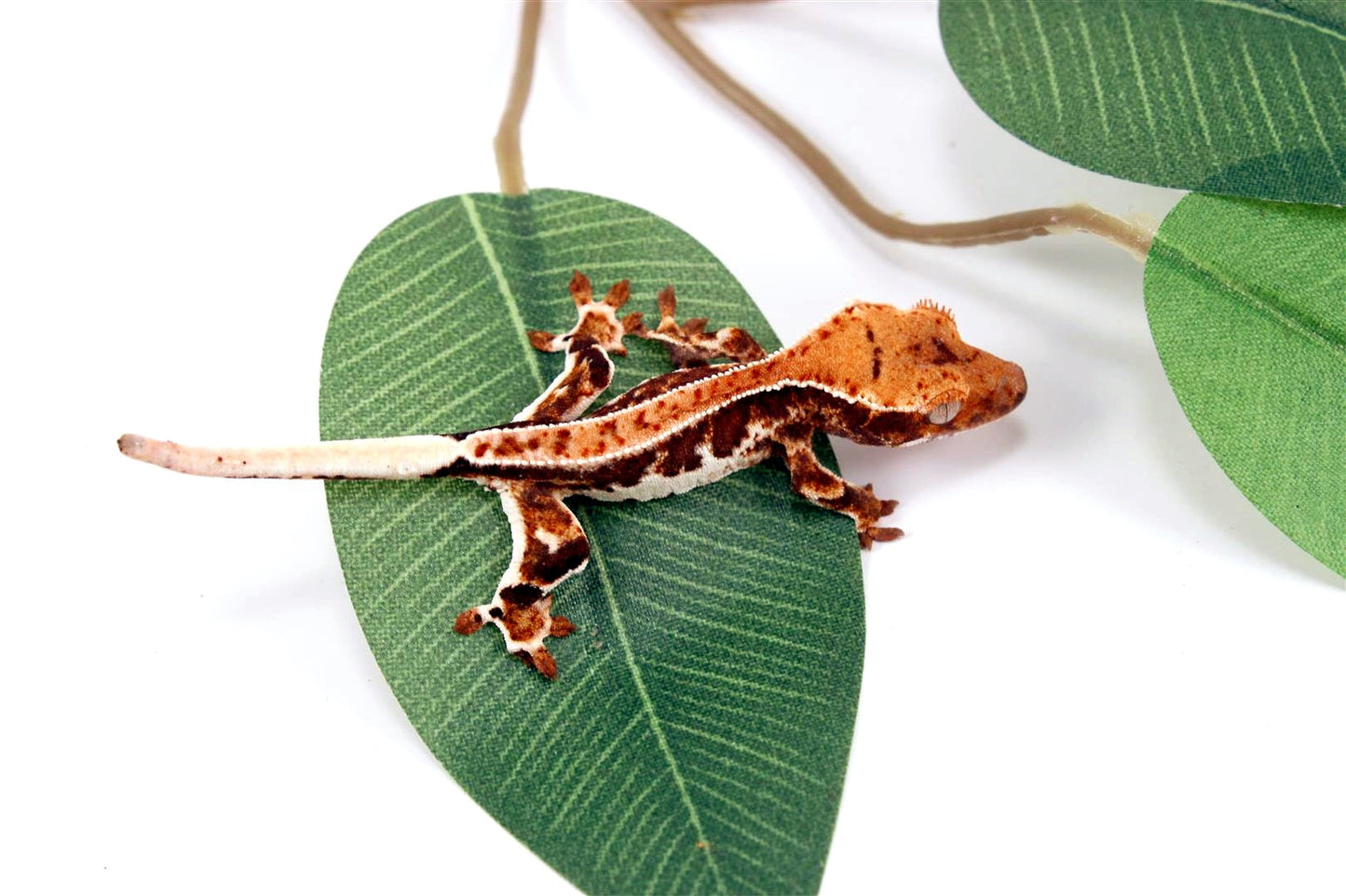 High Contrast Lilly White Crested Gecko All Reptiles
