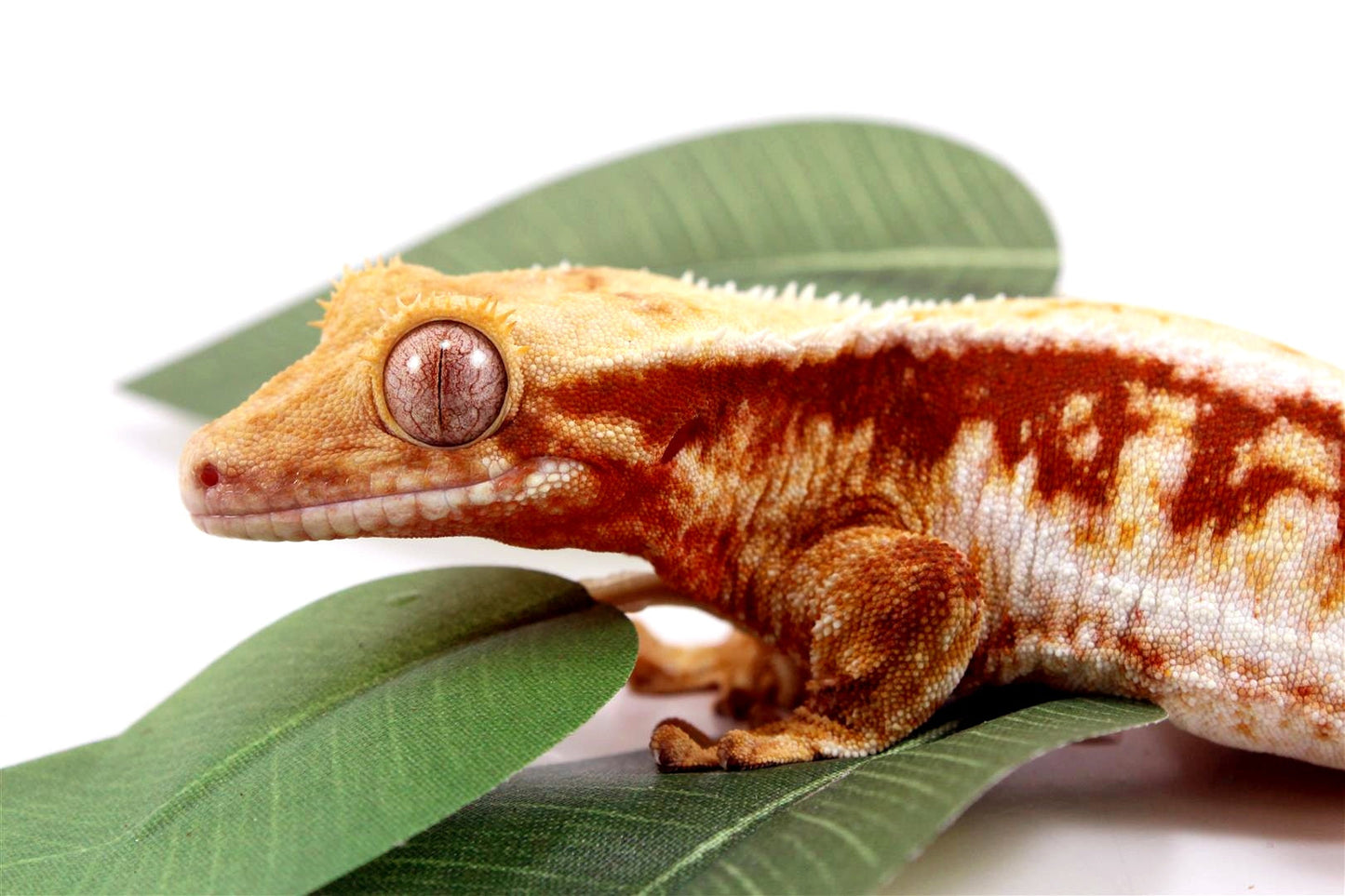 Red Lilly White Crested Gecko All Reptiles