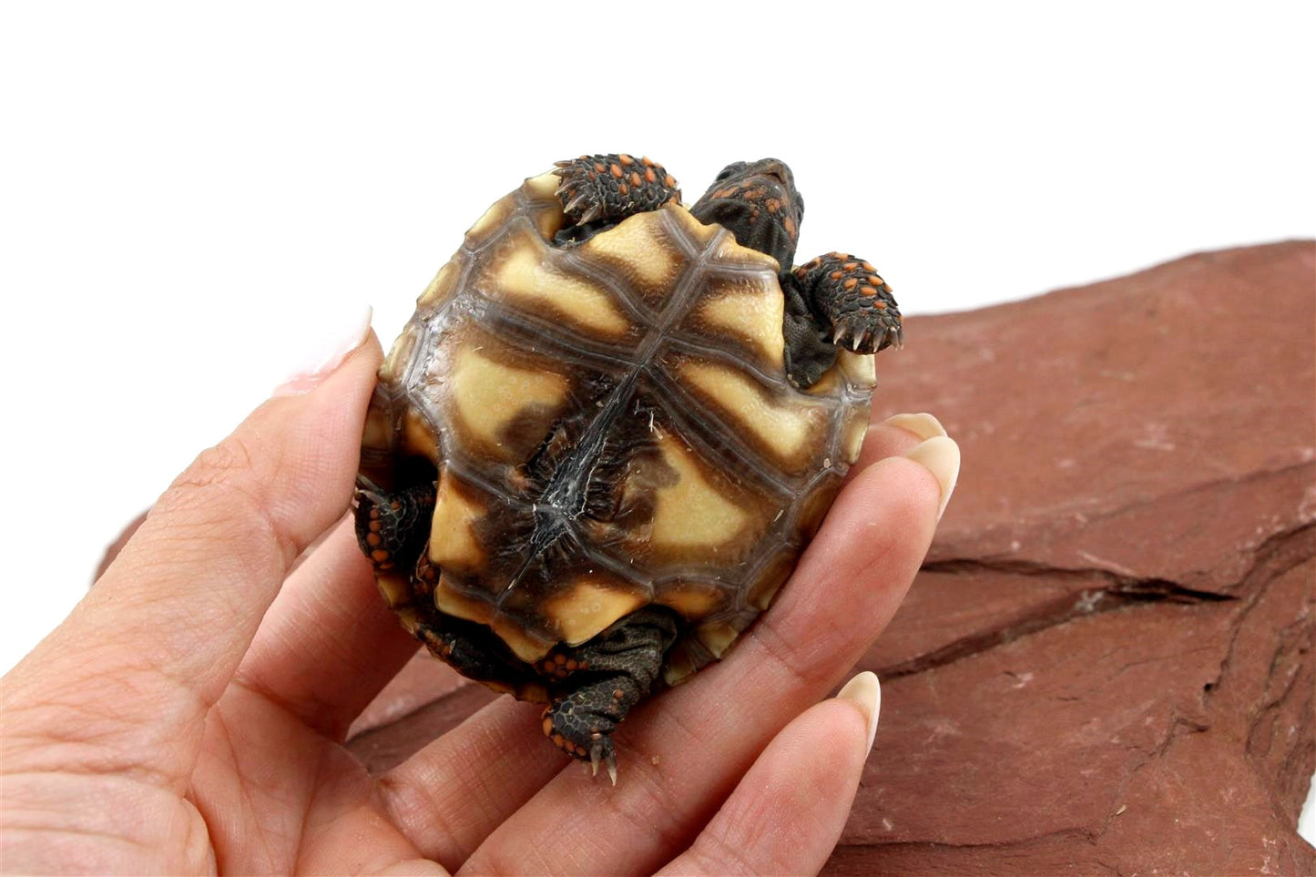 Red Foot Tortoise All Reptiles