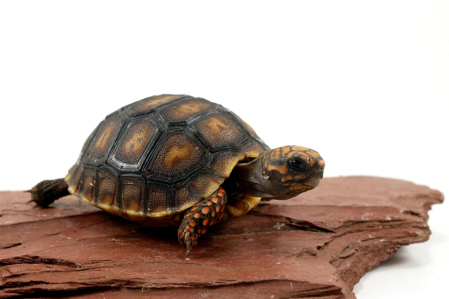 Cherry Head Tortoise All Reptiles