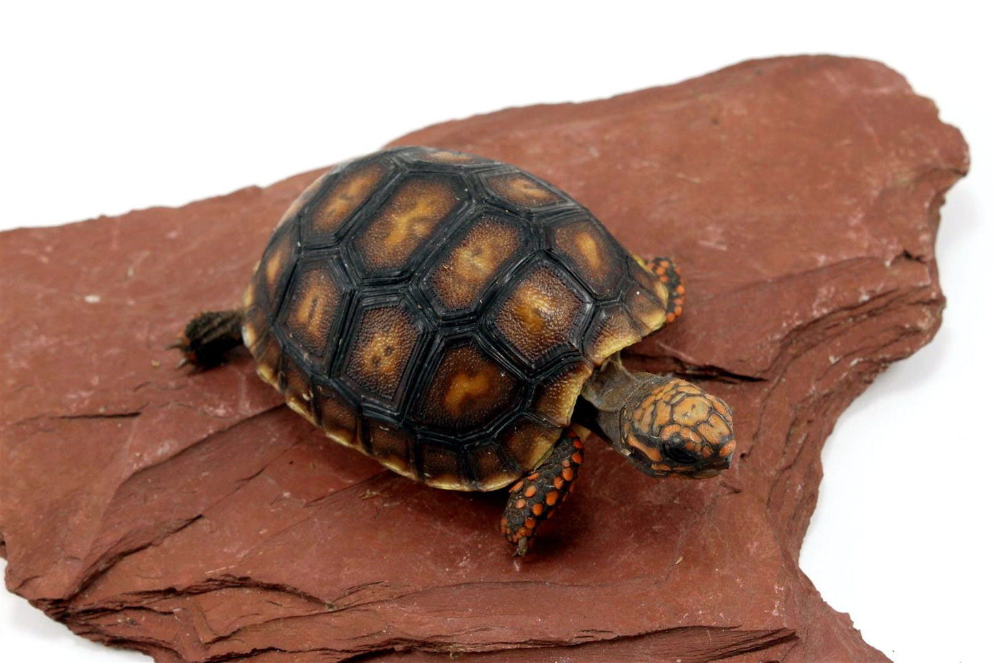 Cherry Head Tortoise All Reptiles