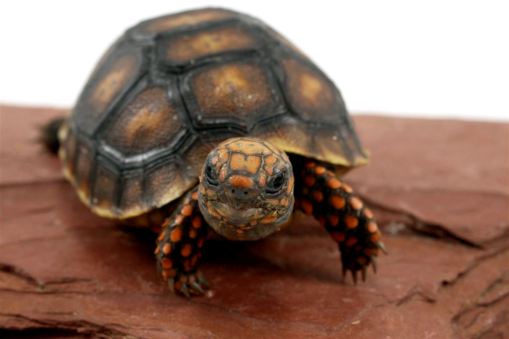 Cherry Head Tortoise All Reptiles